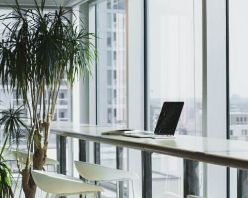Picture of a modern office space with light windows and a large plant