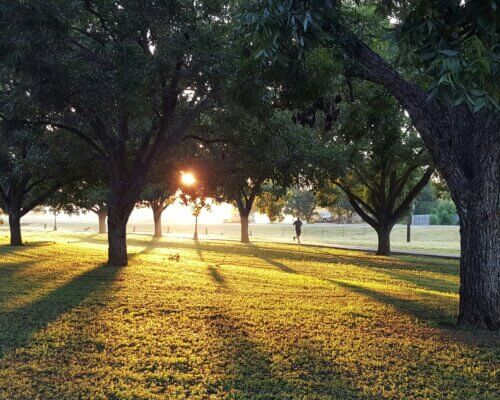 park with trees and person running in the early morning