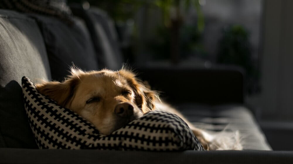 dog asleep on the sofa