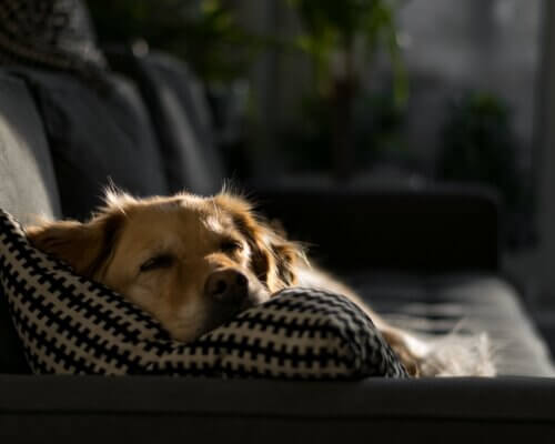 dog asleep on the sofa