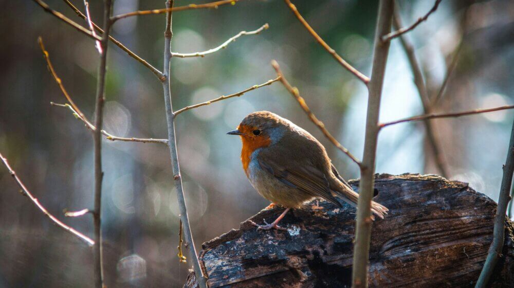 Robin sat in a tree close up