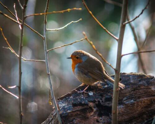 Robin sat in a tree close up